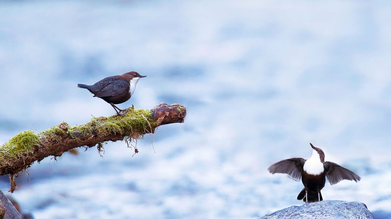 Couple de cincles plongeurs en plein flirt, Ariège, France (© Gregory Odemer/Minden Pictures)