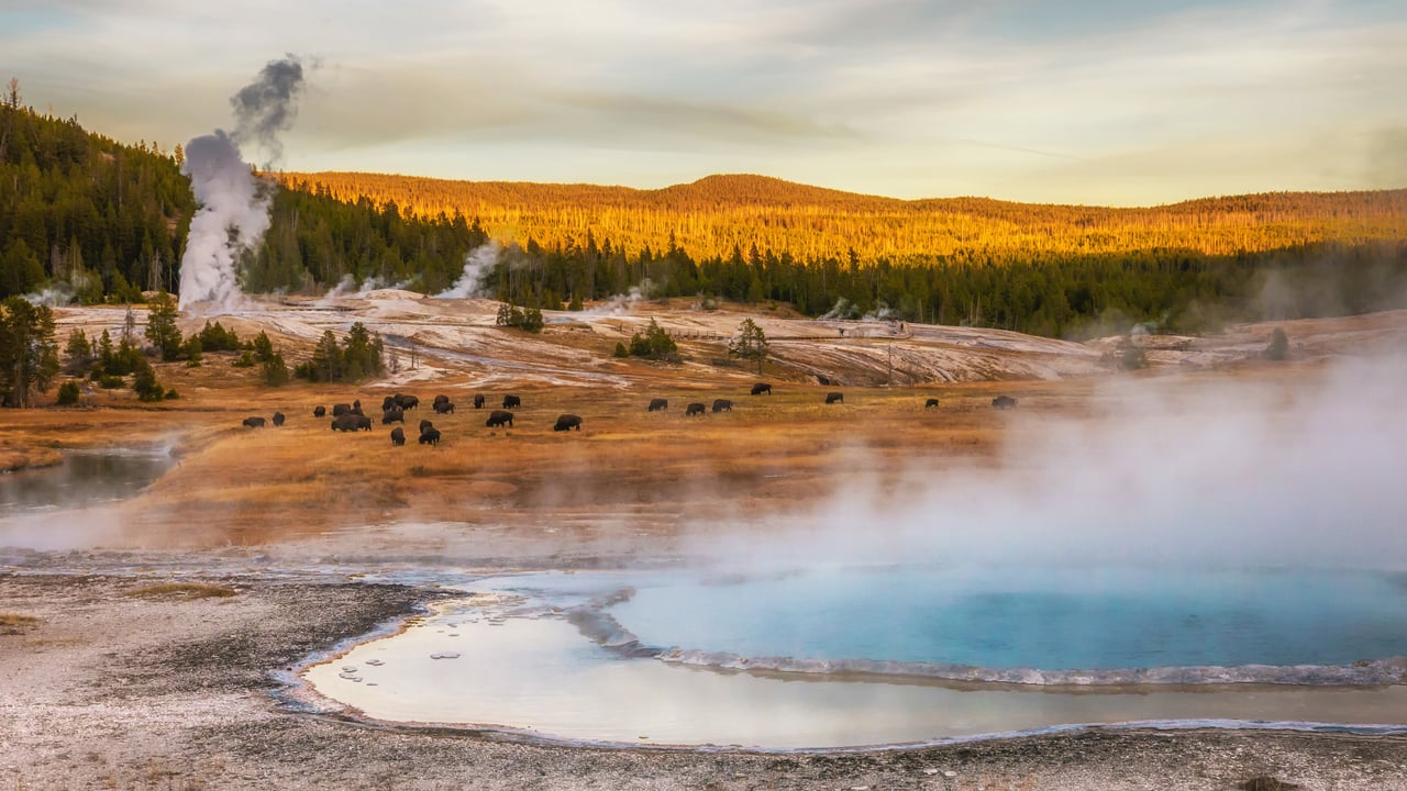 Bison grazing at thermal hot springs, Yellowstone National Park, Wyoming (© Cheryl Ramalho/Getty Images)