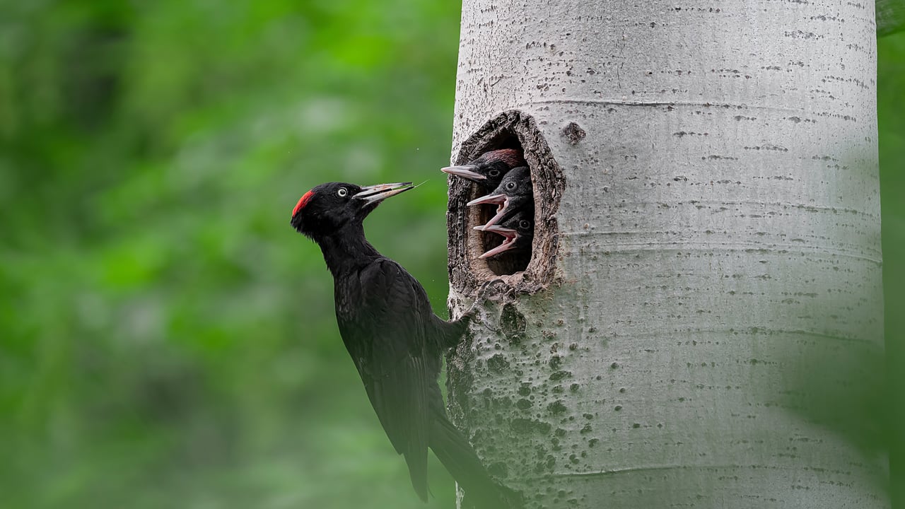 Madre picchio nero che nutre i piccoli (© Paolino Massimiliano Manuel/iStock/Getty Images)