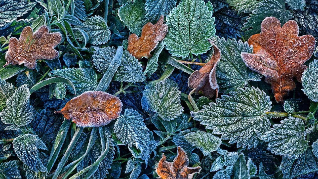 Leaves with hoarfrost in the Black Forest, Freiburg, Baden-Württemberg, Germany (© Per-Andre Hoffmann/Cavan Images)