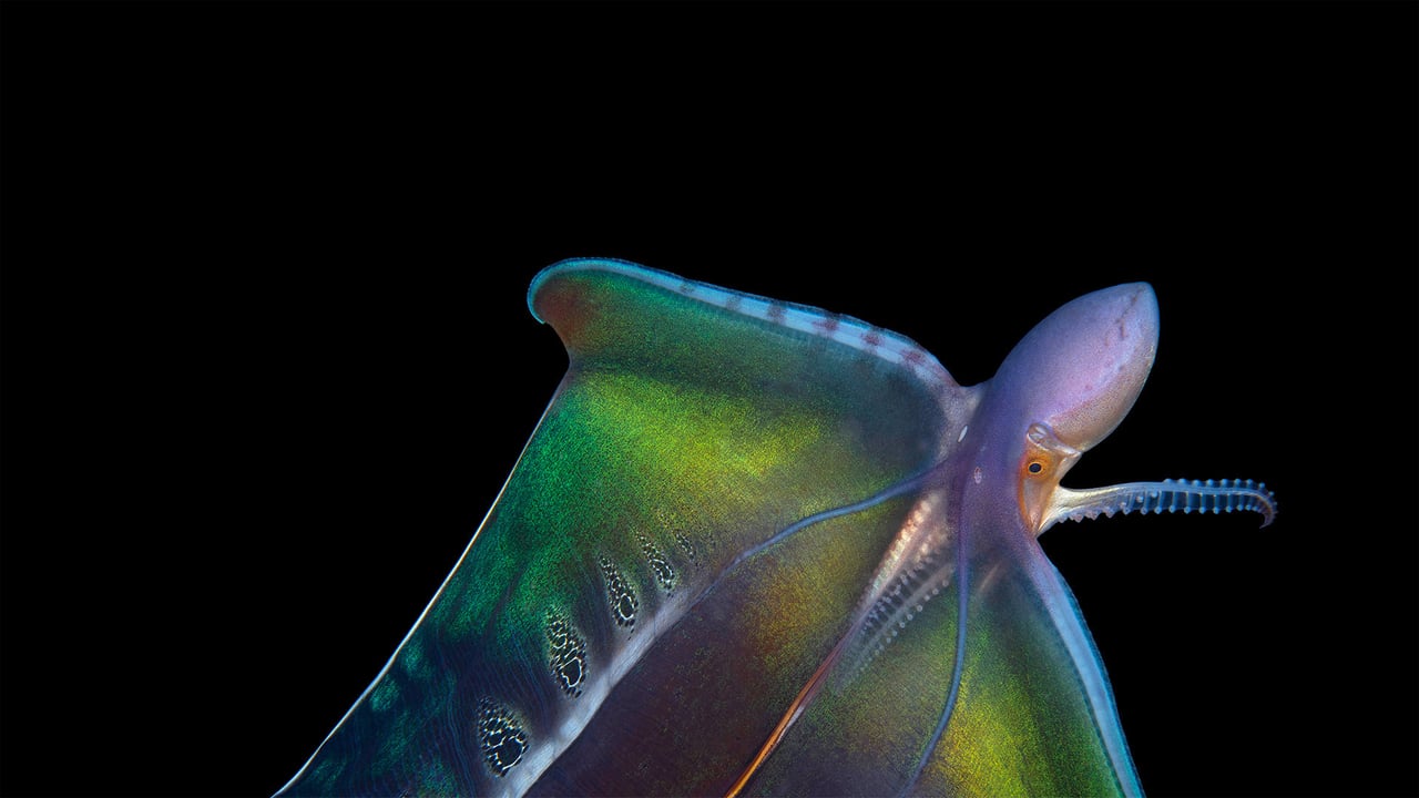Blanket octopus in Palm Beach, Florida (© Steven Kovacs/Minden Pictures)