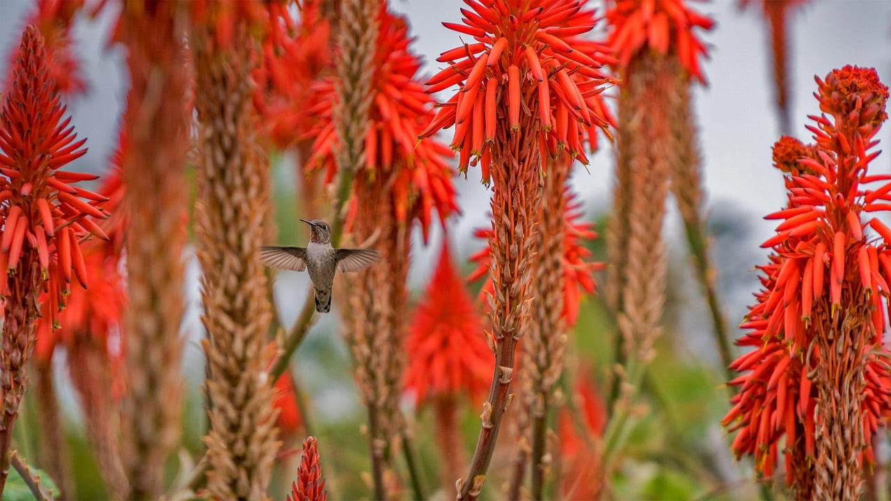 Hummingbird near blooming aloe vera in Laguna Beach, California (© Aurora Photos/Offset)