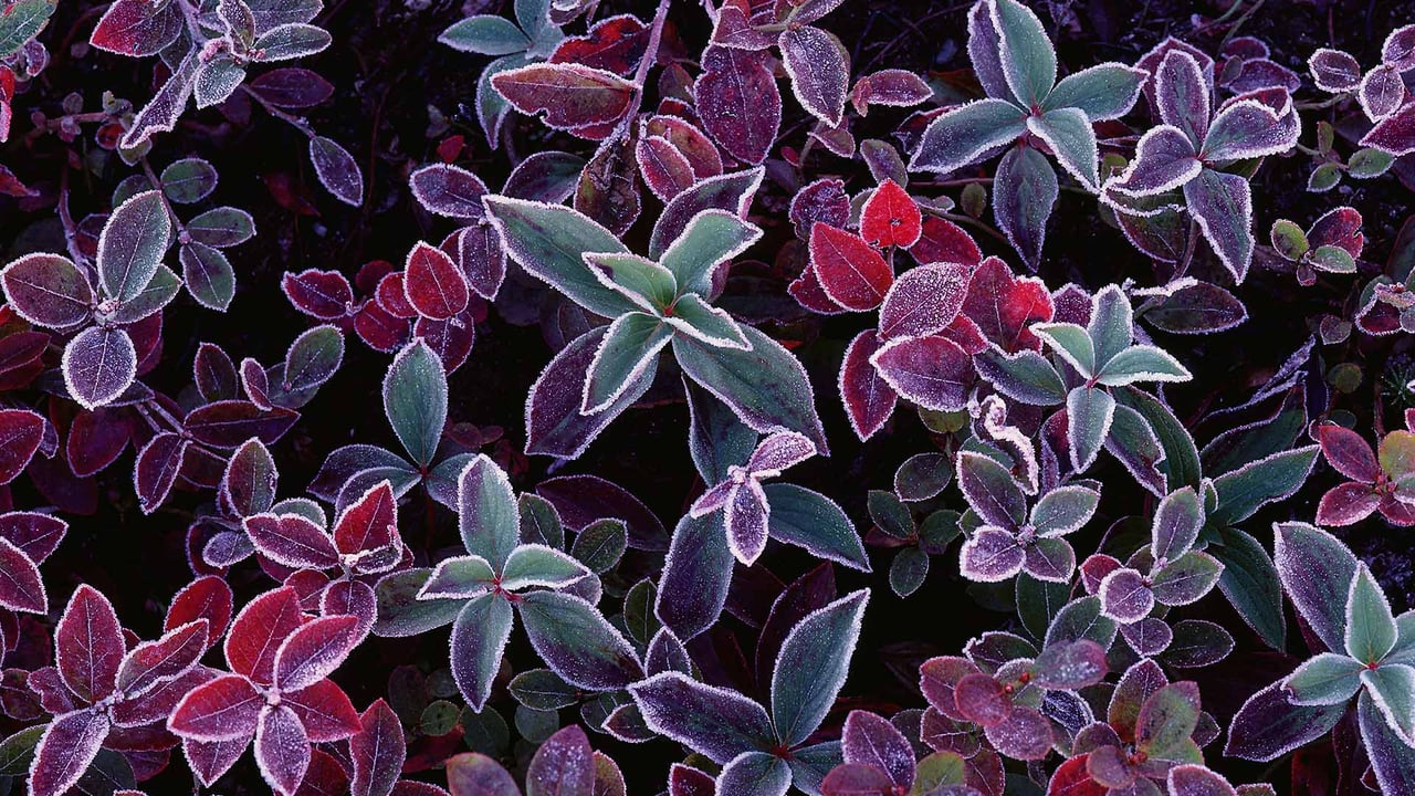 Frost on blueberry plants, New Brunswick, Canada (© Freeman Patterson/Masterfile)