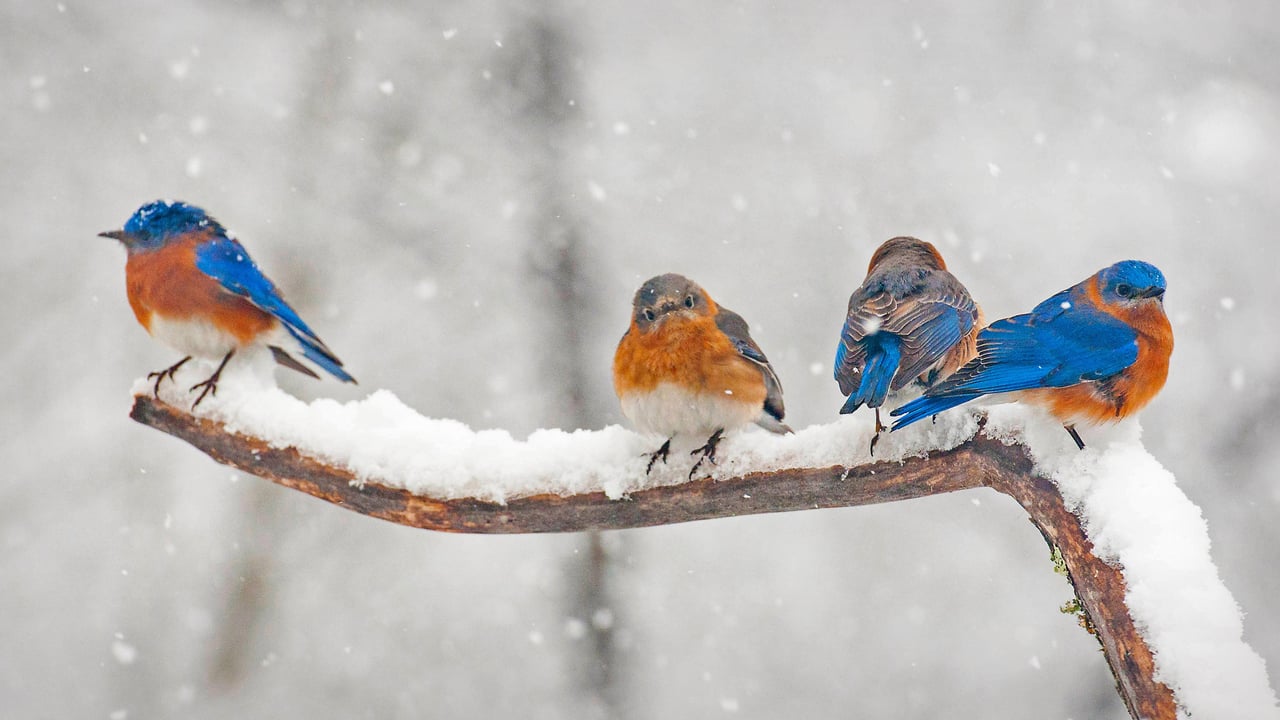Eastern bluebirds in Charlotte, North Carolina (© Elizabeth W. Kearley/Getty Images)