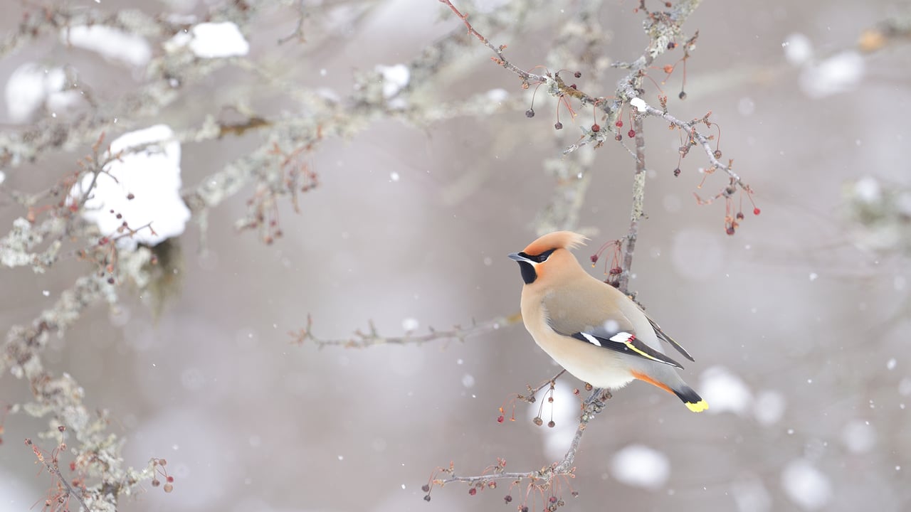 キレンジャク (© sandpiper/adobe stock)