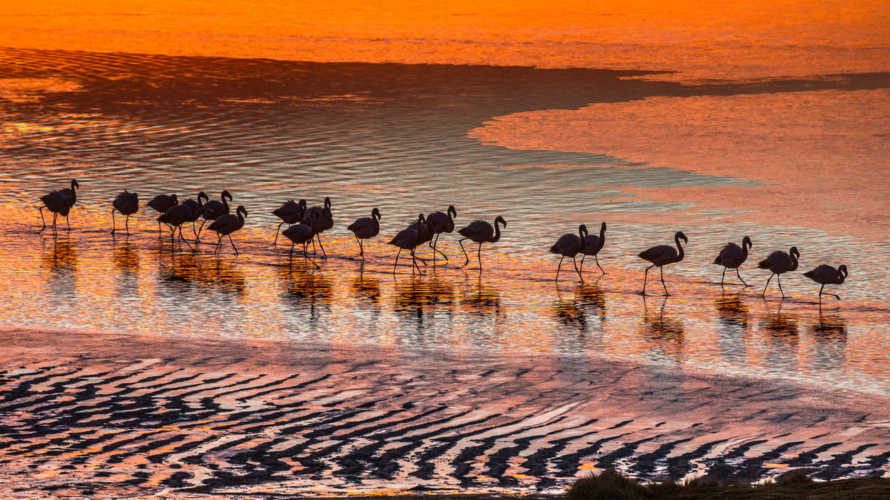 Flamingos in the Eduardo Avaroa Andean Fauna National Reserve in Bolivia (© Art Wolfe/Danita Delimont)