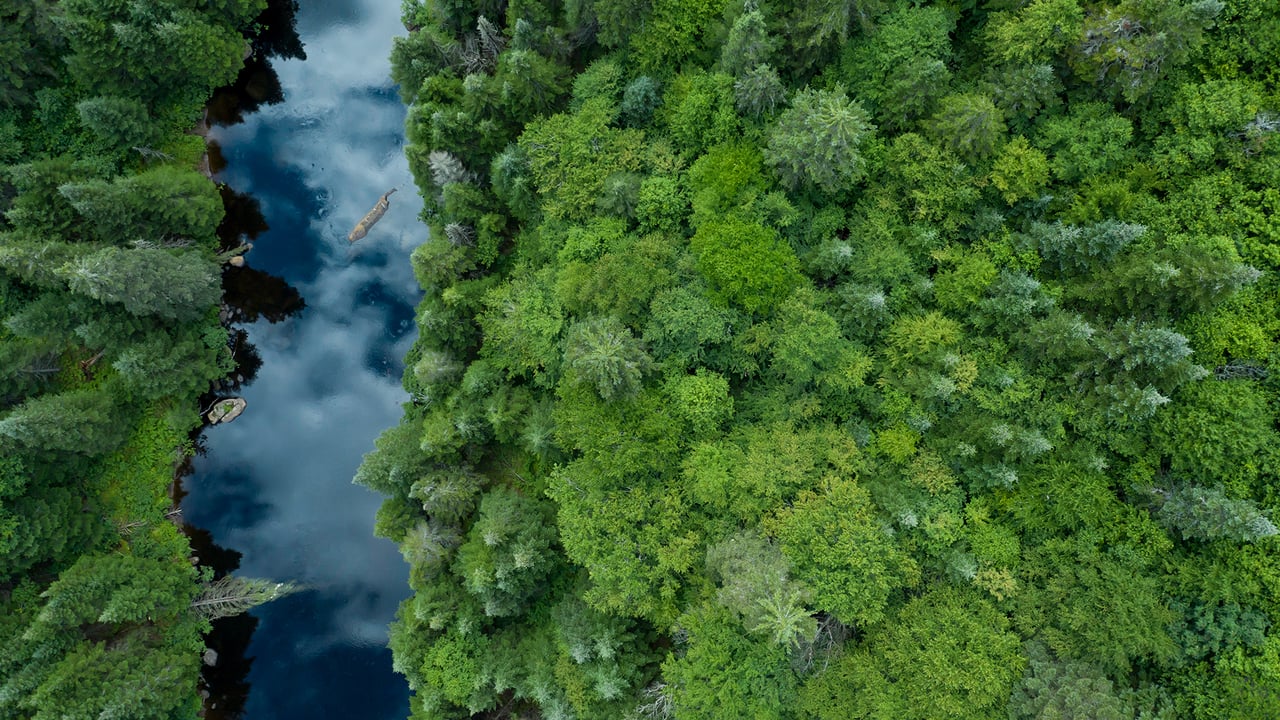 Boreal forest, Quebec, Canada (© Onfokus/Getty Images)