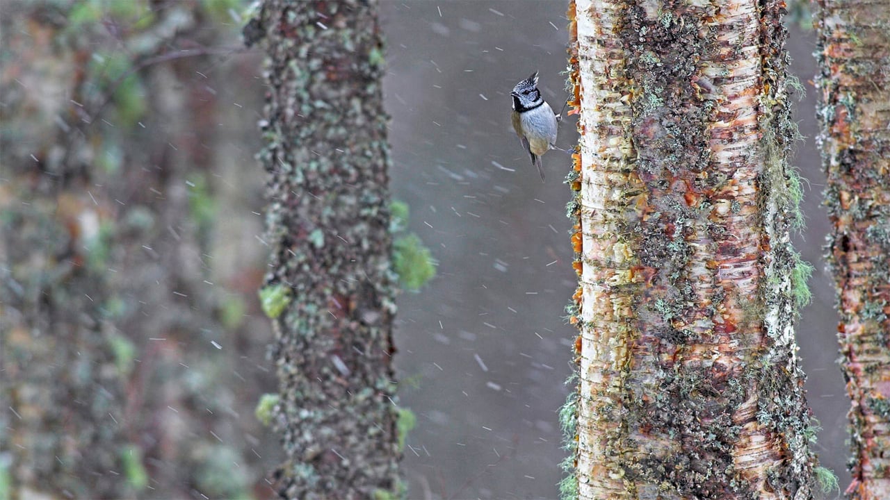 A European crested tit weathers a storm in Scotland (© Ben Hall/Minden Pictures)