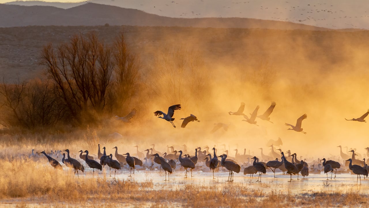 Grues du Canada au lever du soleil, Réserve faunique nationale de Bosque del Apache, Nouveau-Mexique, États-Unis (© Jack Dykinga/Minden Pictures)