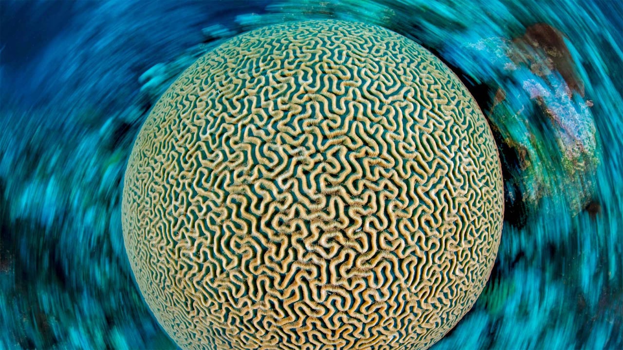 Symmetrical brain coral on a reef in the Caribbean Sea near Grand Cayman, Cayman Islands (© Alex Mustard/Minden Pictures)