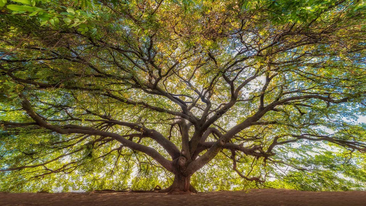 Copaiba - Brazil (© MarcosMartinezSanchez/GettyImages)