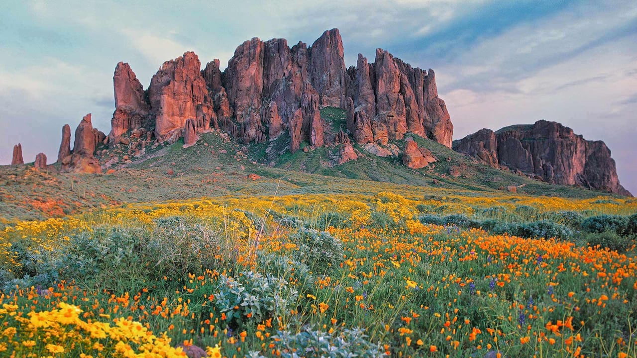 Wildflowers in bloom at Lost Dutchman State Park in Arizona (© Tim Fitzharris/Minden Pictures)