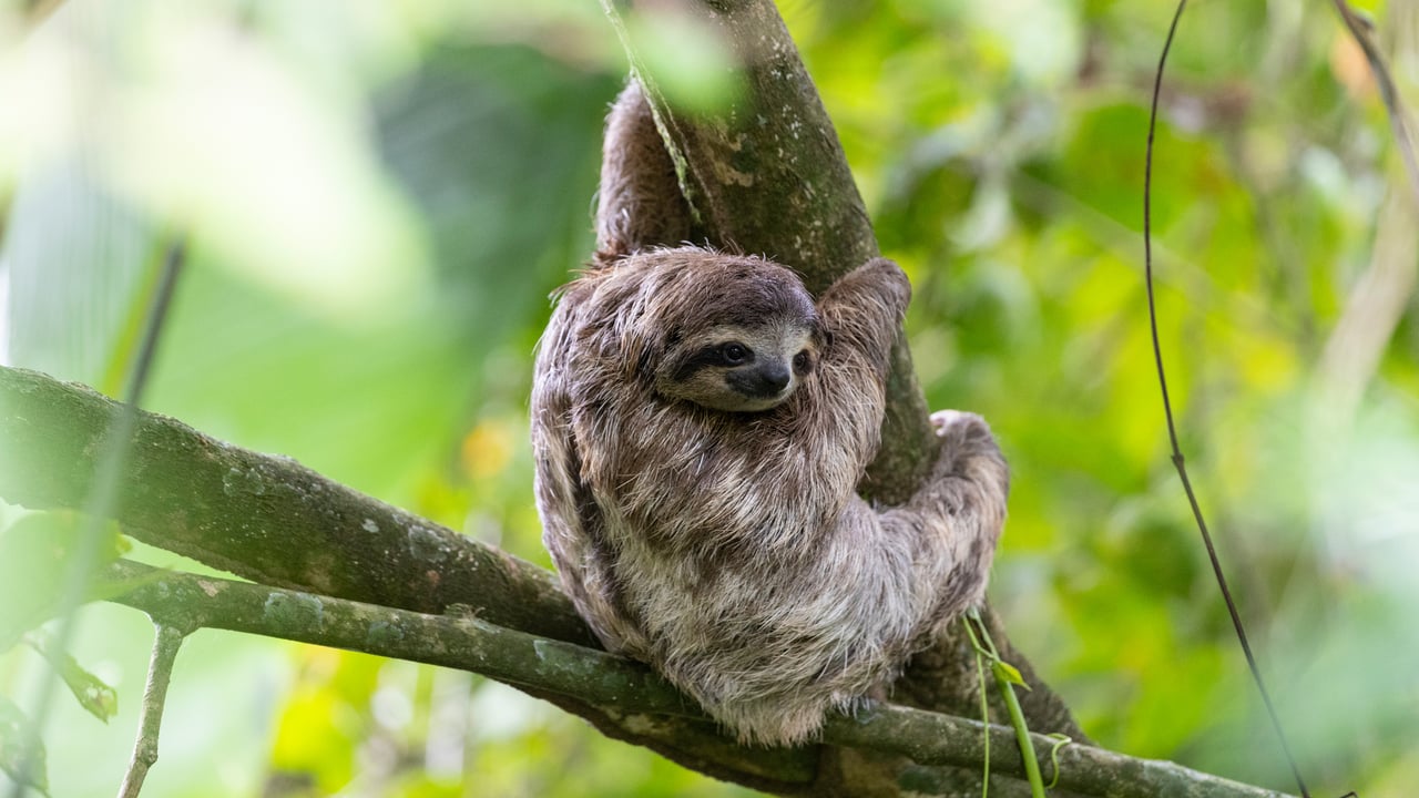 Brown-throated sloth, Puerto Viejo de Talamanca, Costa Rica (© Suzi Eszterhas/Minden Pictures)