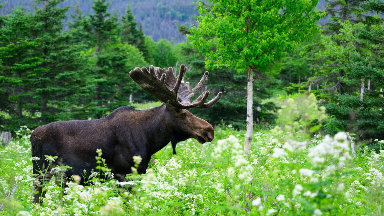 A majestic bull moose foraging through the green undergrowth, Quebec (© pchoui/Getty Images)