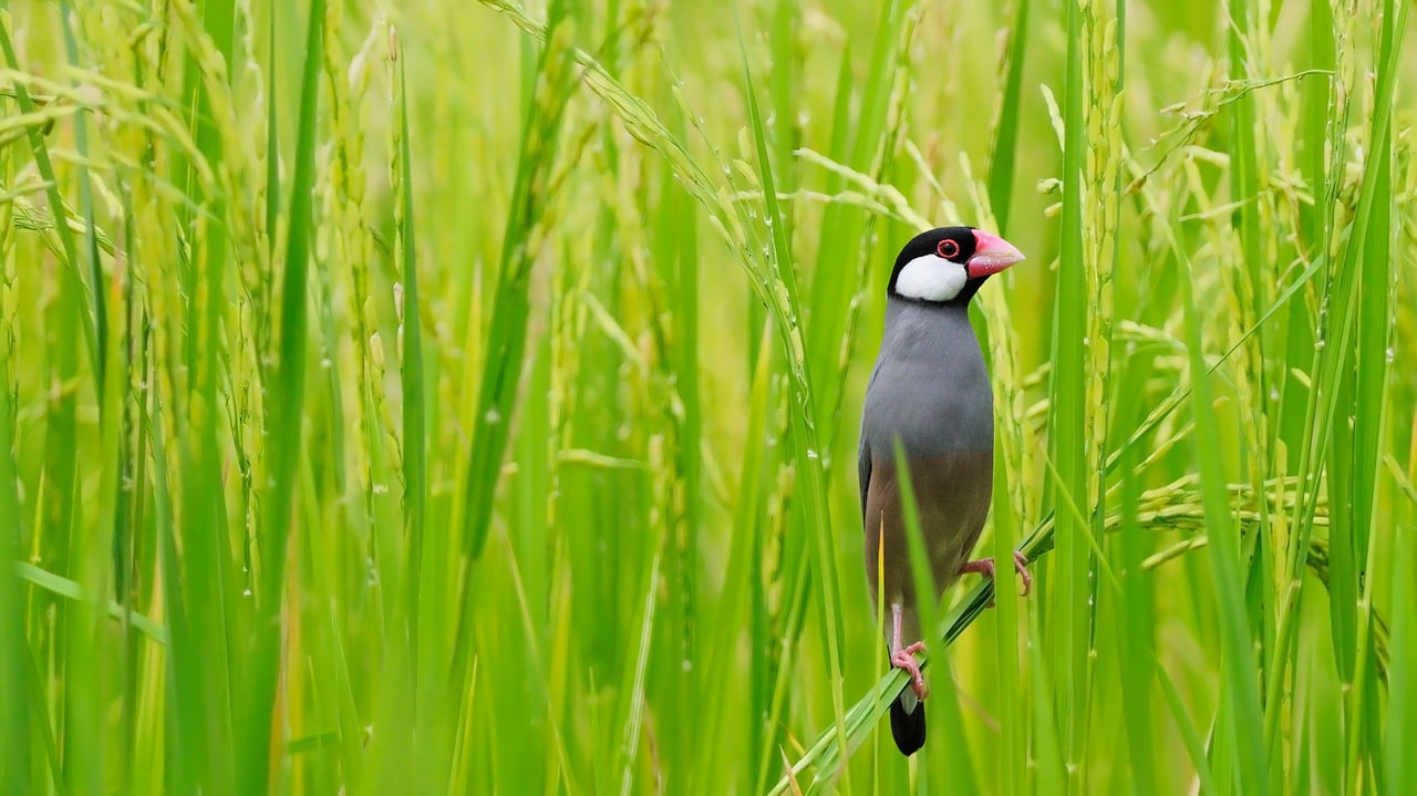 ｢田んぼの文鳥｣タイ, バンコク (© PanuRuangjan/Getty Images)