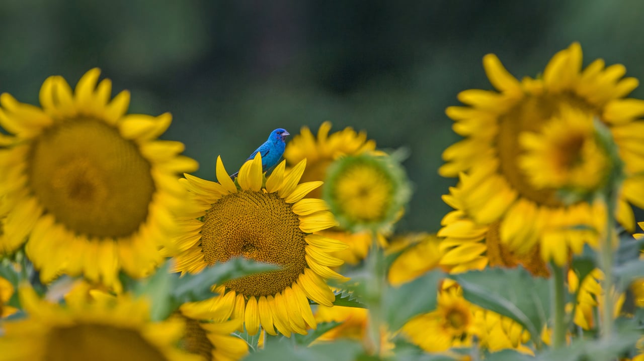 An indigo bunting on a sunflower (© William Krumpelman/Getty Images)