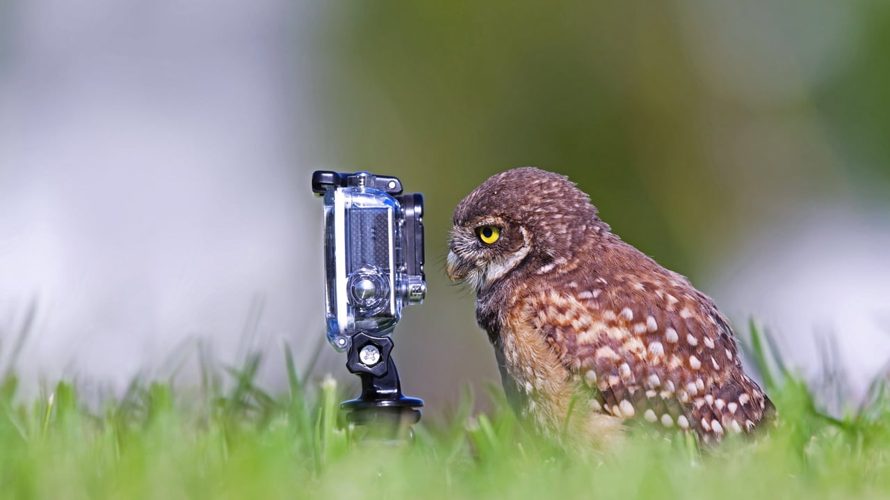 Burrowing owlet posing in Cape Coral, Florida (© mlorenzphotography/Getty Images)