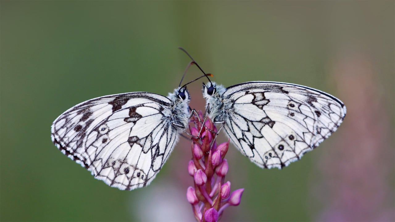 Couple de Demi-deuil sur une fleur, Alsace, France (© Eric Ferry/Minden Pictures)