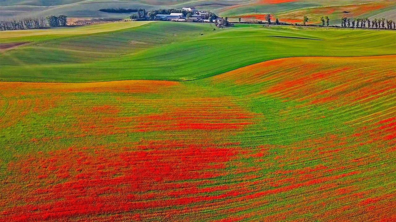 Poppies in bloom, Moravia, Czech Republic (© rusm/Getty Images)