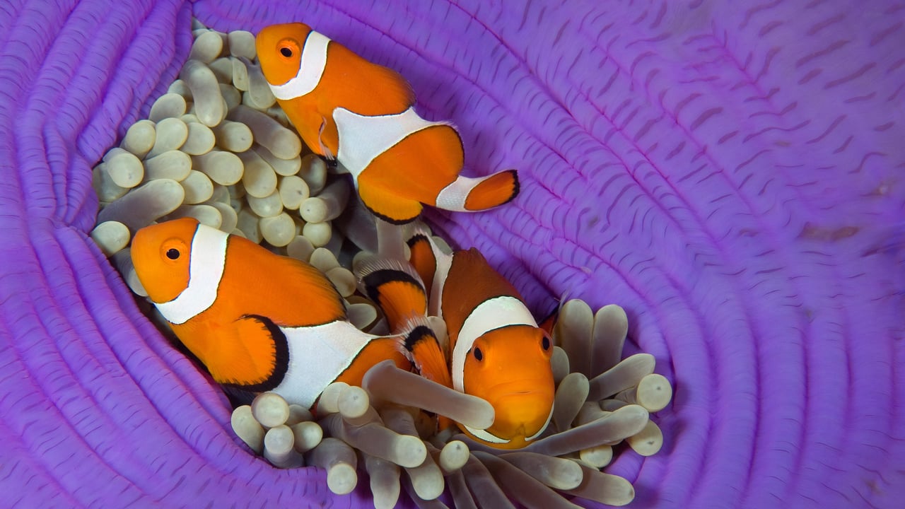 Pesci pagliaccio in un anemone di mare, isola di Cabilao, Bohol, Filippine (© Franco Banfi/Nature Picture Library)