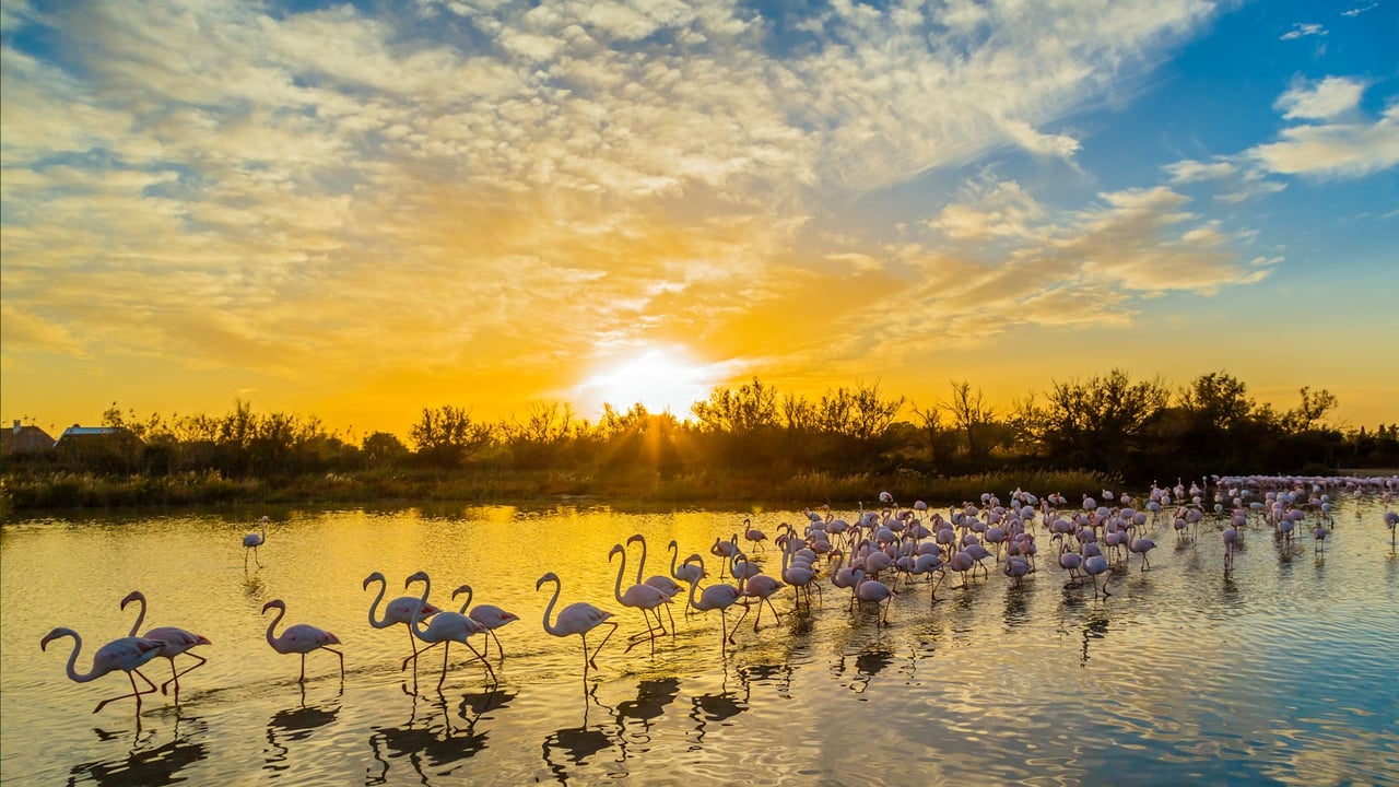 Greater flamingos at Pont de Gau Ornithological Park, Camargue, France (© Yann Guichaoua-Photos/Getty Images)