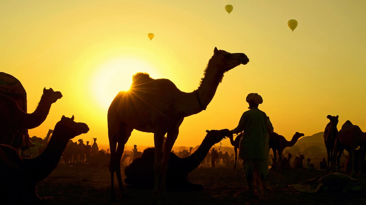 Camels gather with their herders at the Pushkar Camel Fair, Rajasthan state, India (© Anand Purohit/Getty Images)