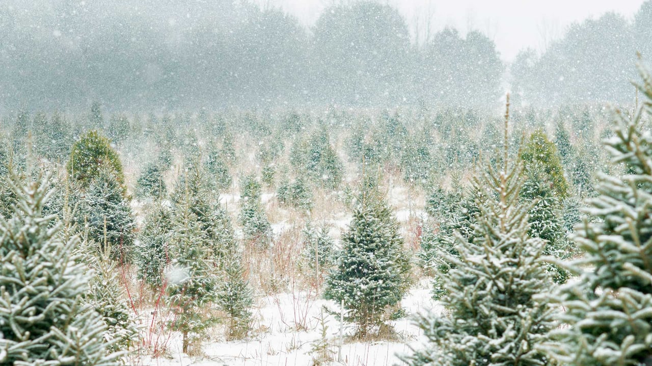 Christmas tree farm in Ontario, Canada (© FatCamera/Getty Images Plus)