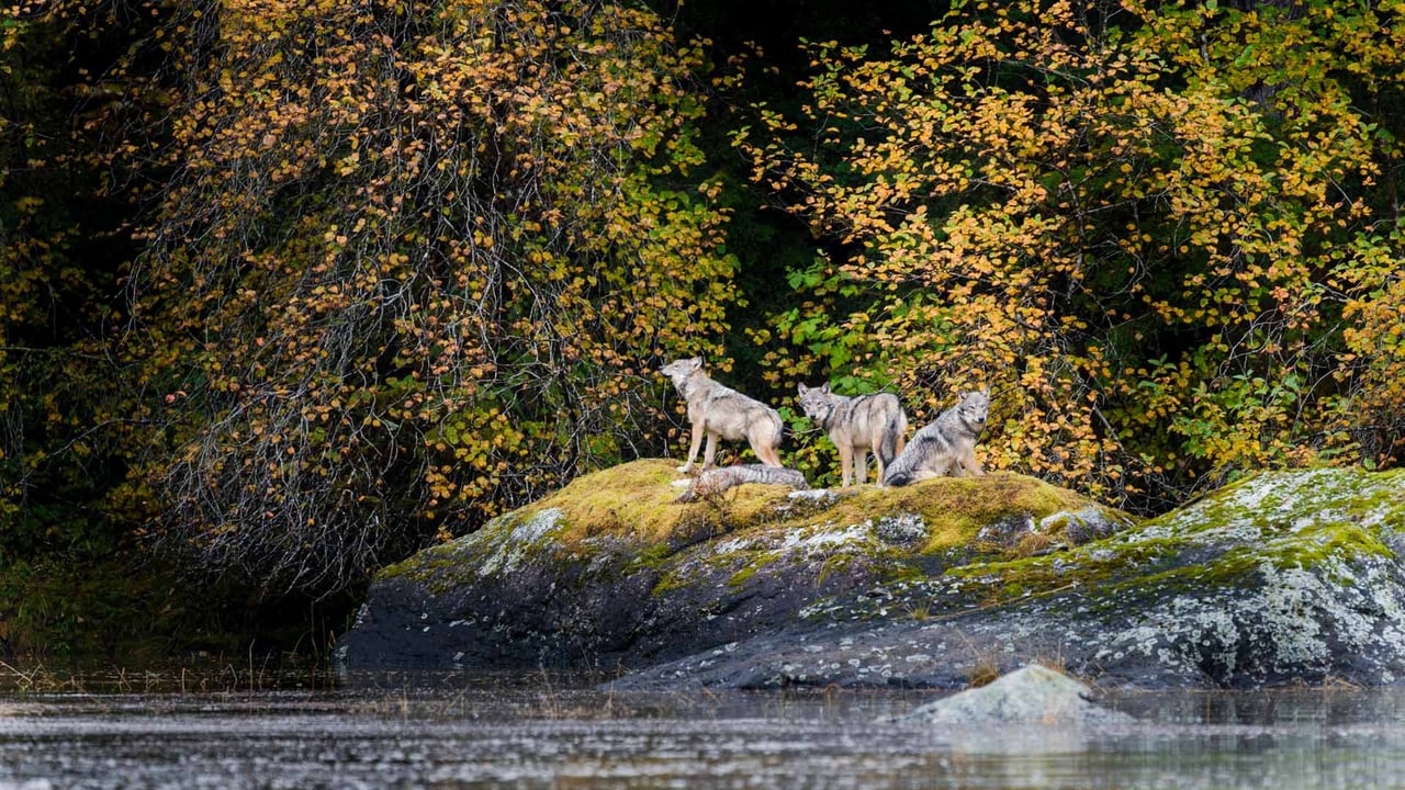 Vancouver Coastal Sea wolves in Great Bear Rainforest, British Columbia, Canada (© Nick Garbutt/Alamy)
