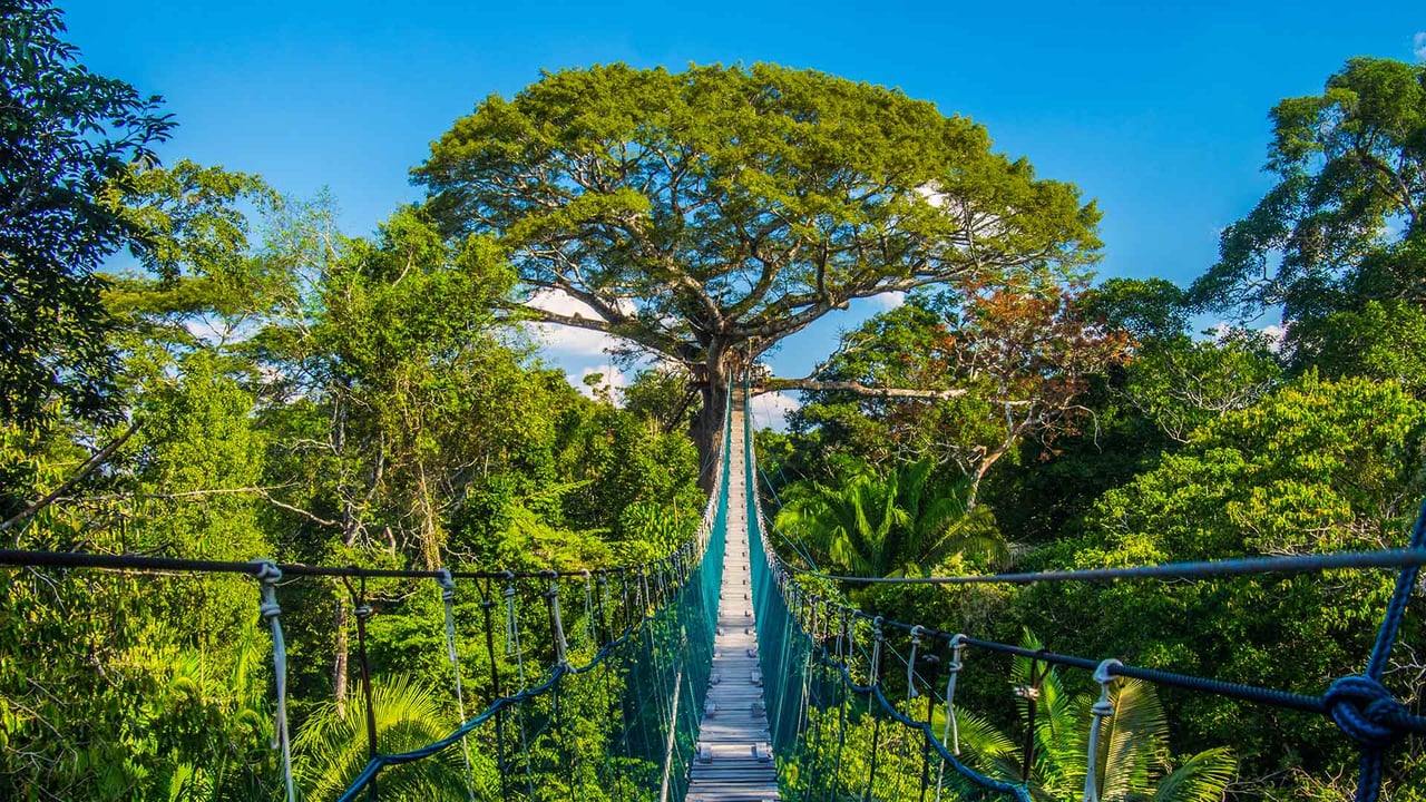 Suspension bridge in Tambopata National Reserve, Amazon Basin, Peru (© Pere Rubi/Getty Images)