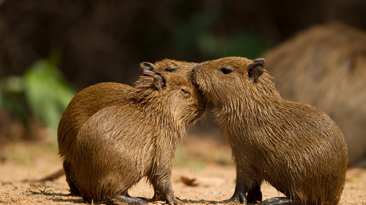 Três capivaras juntas em um ambiente natural, Pantanal Norte, Mato Grosso, Brasil (© Joe McDonald/Getty Images)