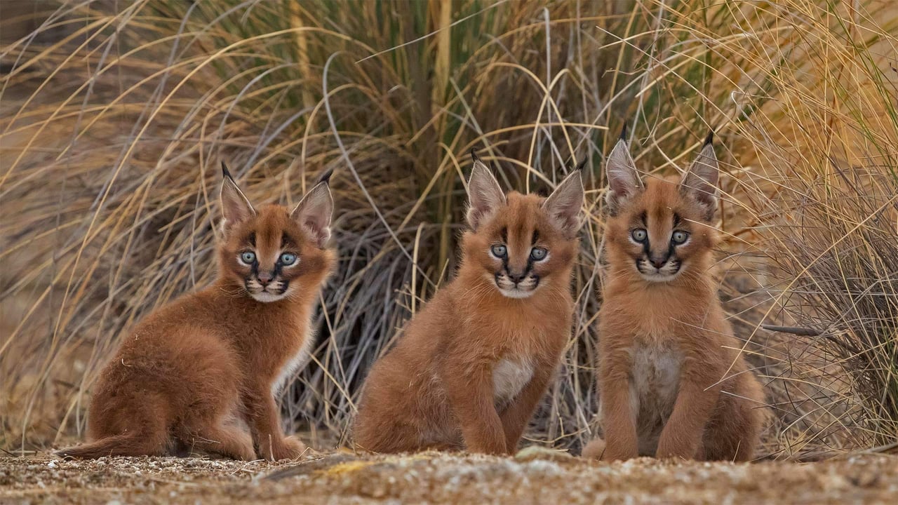 Caracal cubs (© Marion Vollborn/Minden Pictures)
