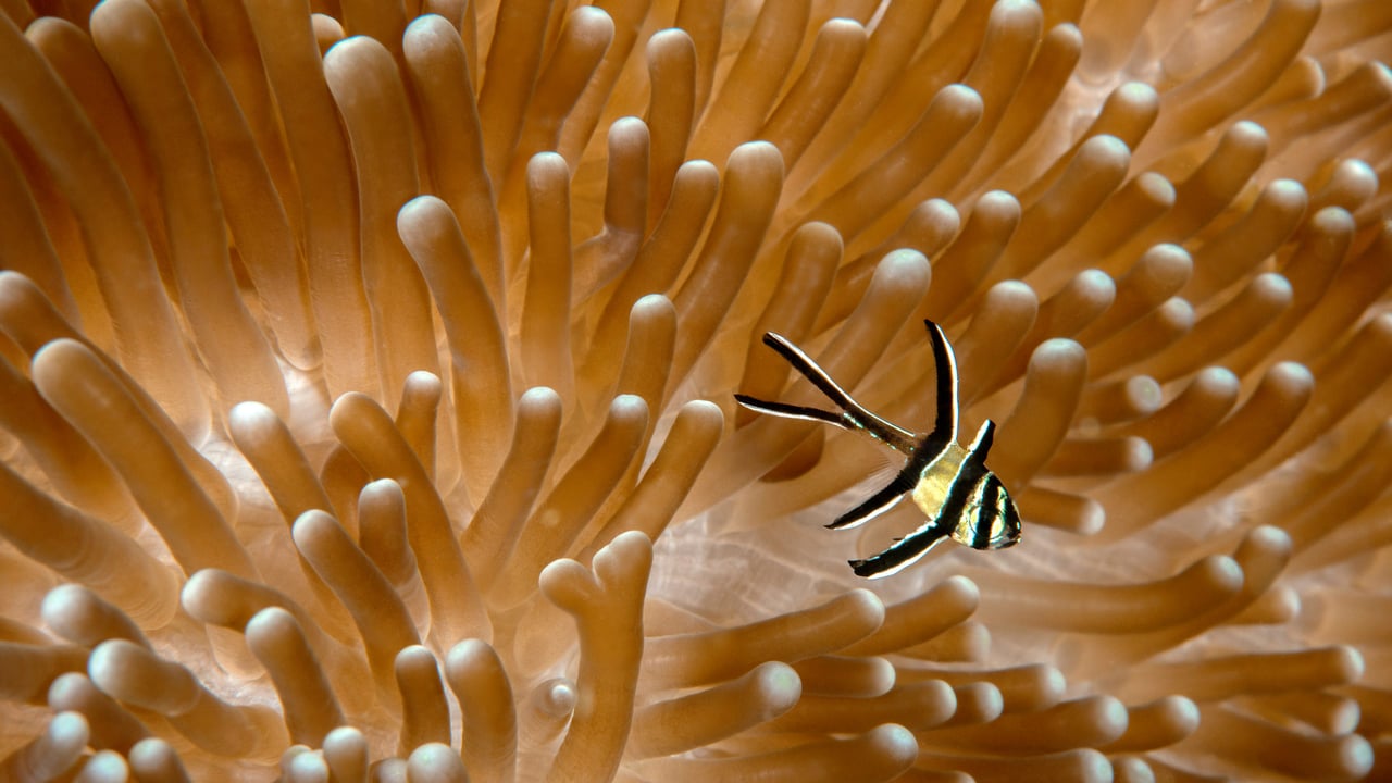 Juvenile Banggai cardinalfish with sea anemone, Lembeh Strait, North Sulawesi, Indonesia (© Constantinos Petrinos/NPL/Minden Pictures)