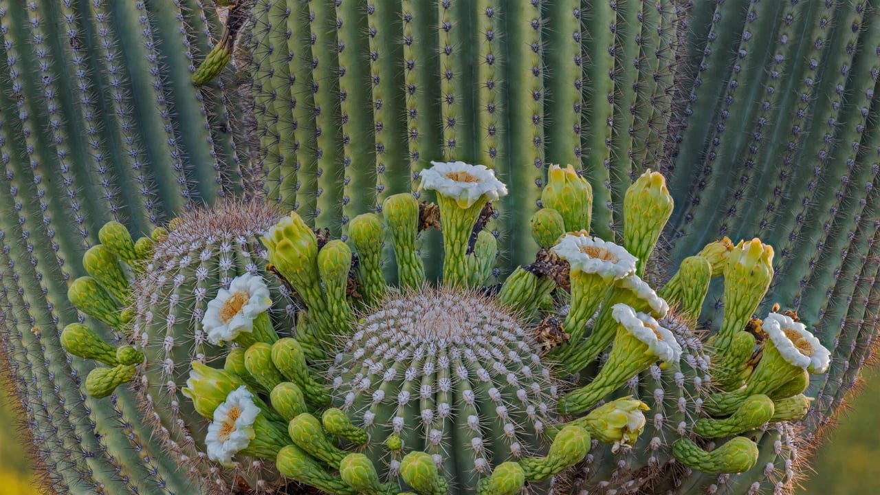 Fleurs de cactus saguaro dans la forêt nationale de Coronaro, Arizona, États-Unis (© Jack Dykinga/Minden Pictures)