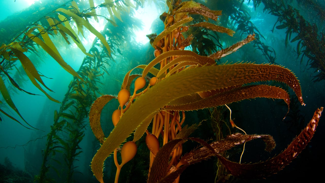 A kelp forest off Anacapa Island, Channel Islands National Park, California (© Ian Shive/Tandem Stills + Motion)