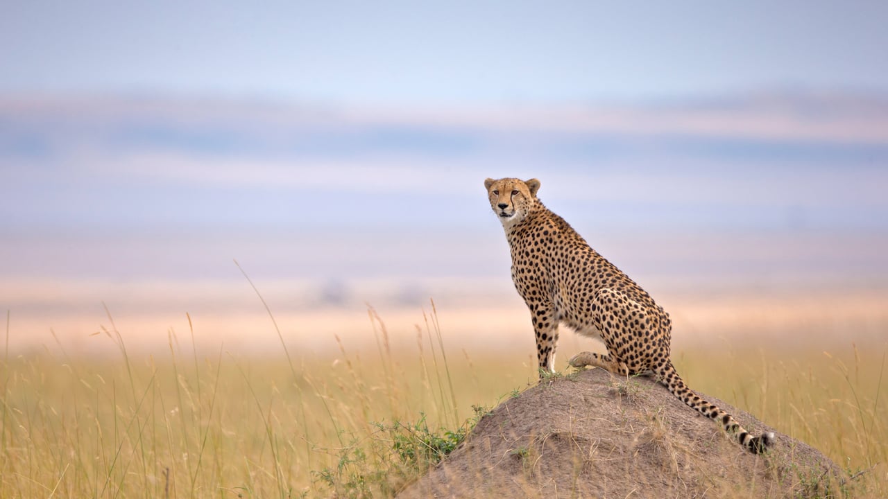 Guépard dans la Réserve nationale du Maasai Mara, Narok, Kenya (© Andy Rouse/naturepl.com)