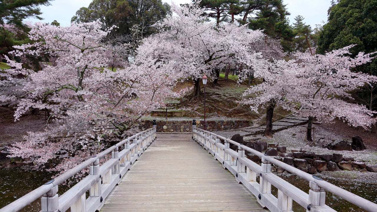 奈良公園, 奈良県 奈良市 (© AaronChenPS2/Shutterstock)