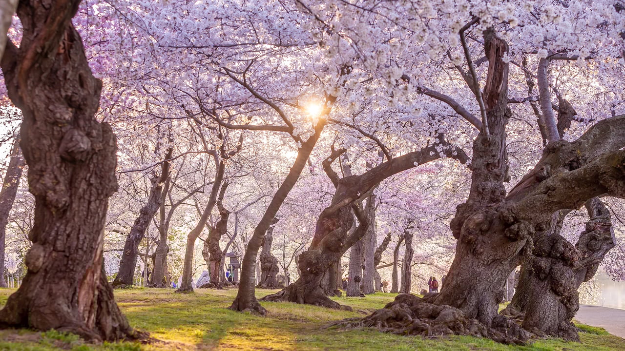 The National Cherry Blossom Festival in Washington, DC (© f11photo/Getty Images)