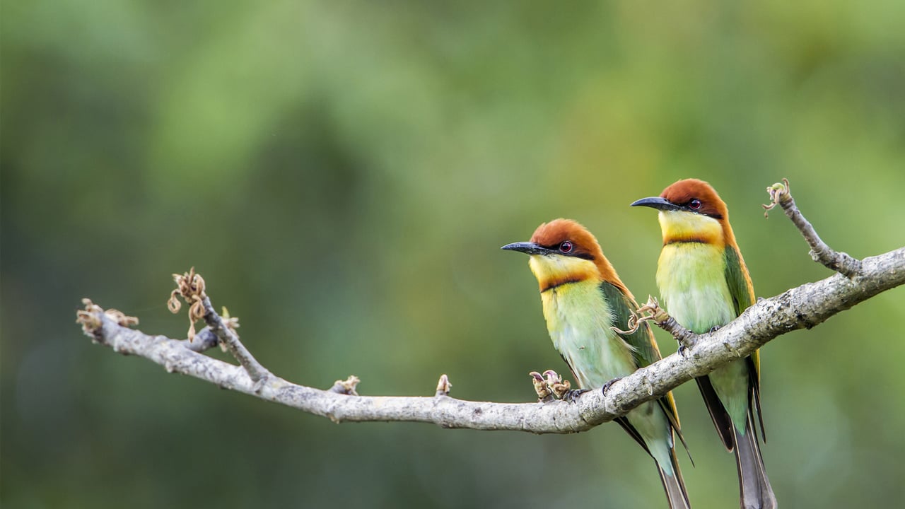Chestnut-headed bee-eaters, Bardia National Park, Nepal (© PACO COMO/Shutterstock)