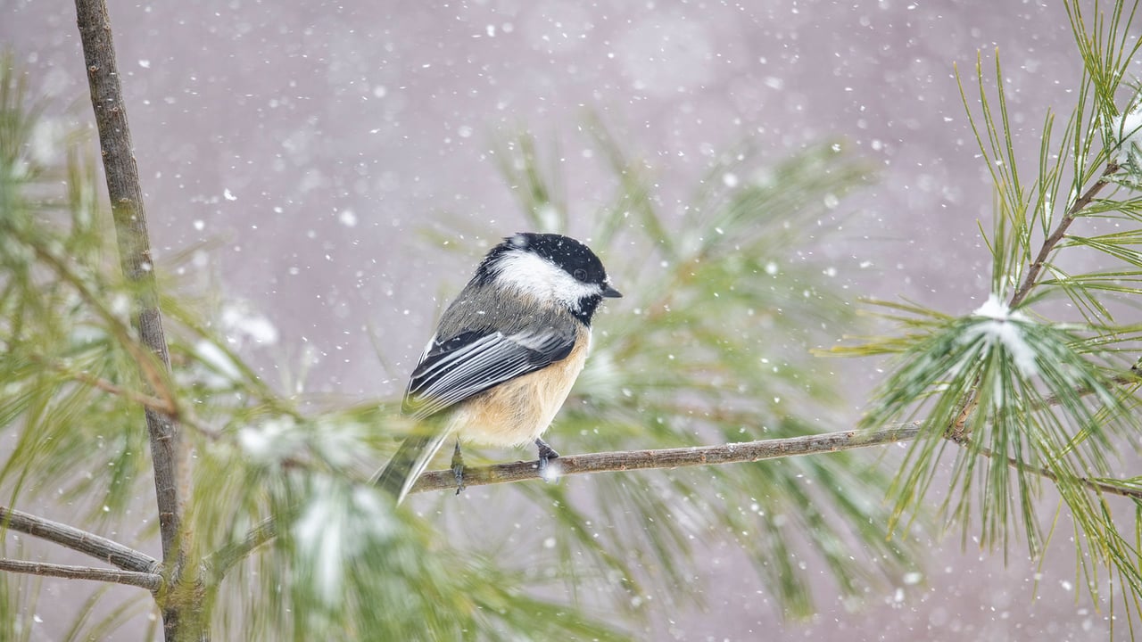 Black-capped Chickadee (Poecile atricapillus) in snowfall, Nova Scotia (© Scott Leslie/Minden Pictures)