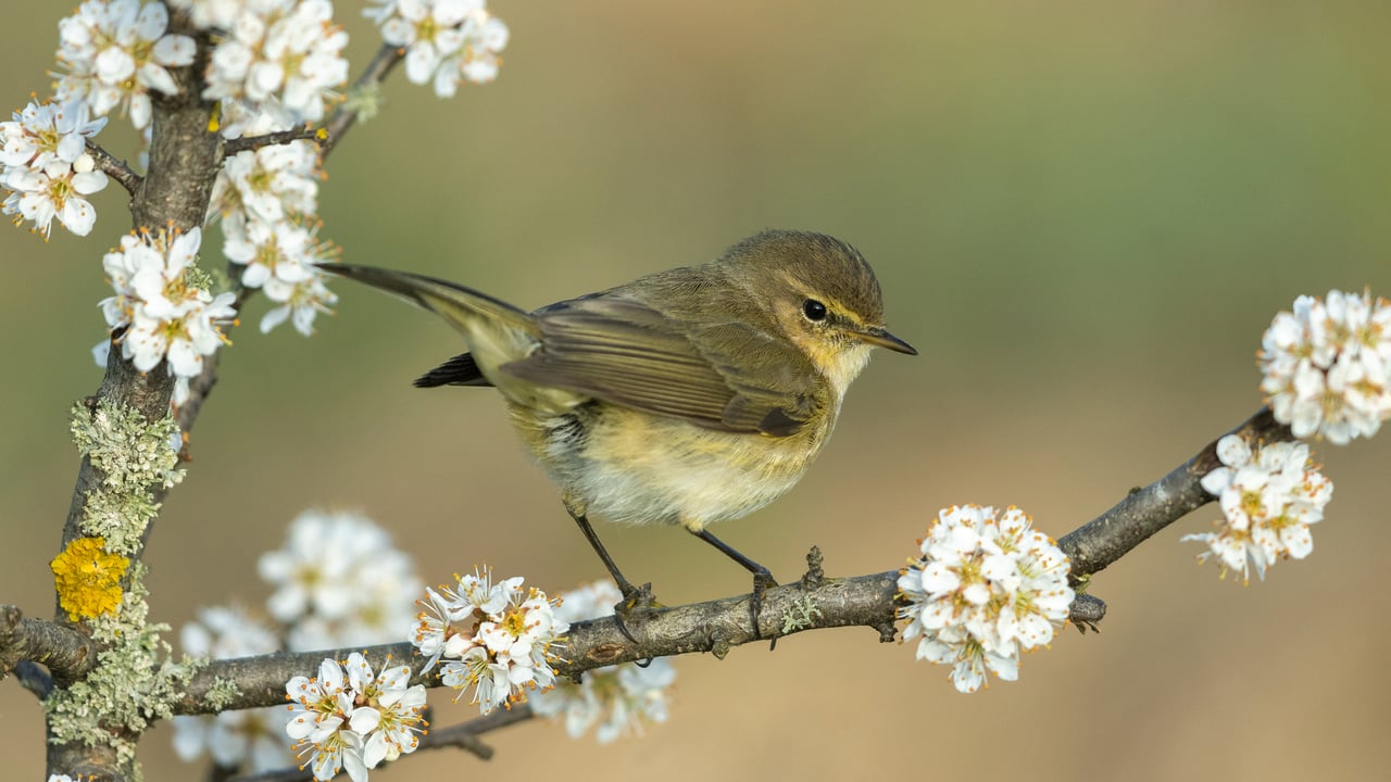 Common chiffchaff, Germany (© Andyworks/Getty Images)
