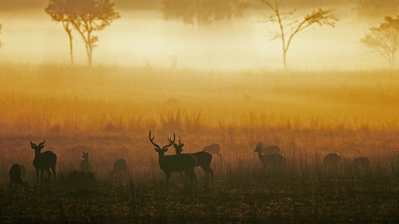 Chital, spotted deer in misty grassland at dawn, Kanha National Park, Madhya Pradesh, India (© Pete Oxford/Minden Pictures)