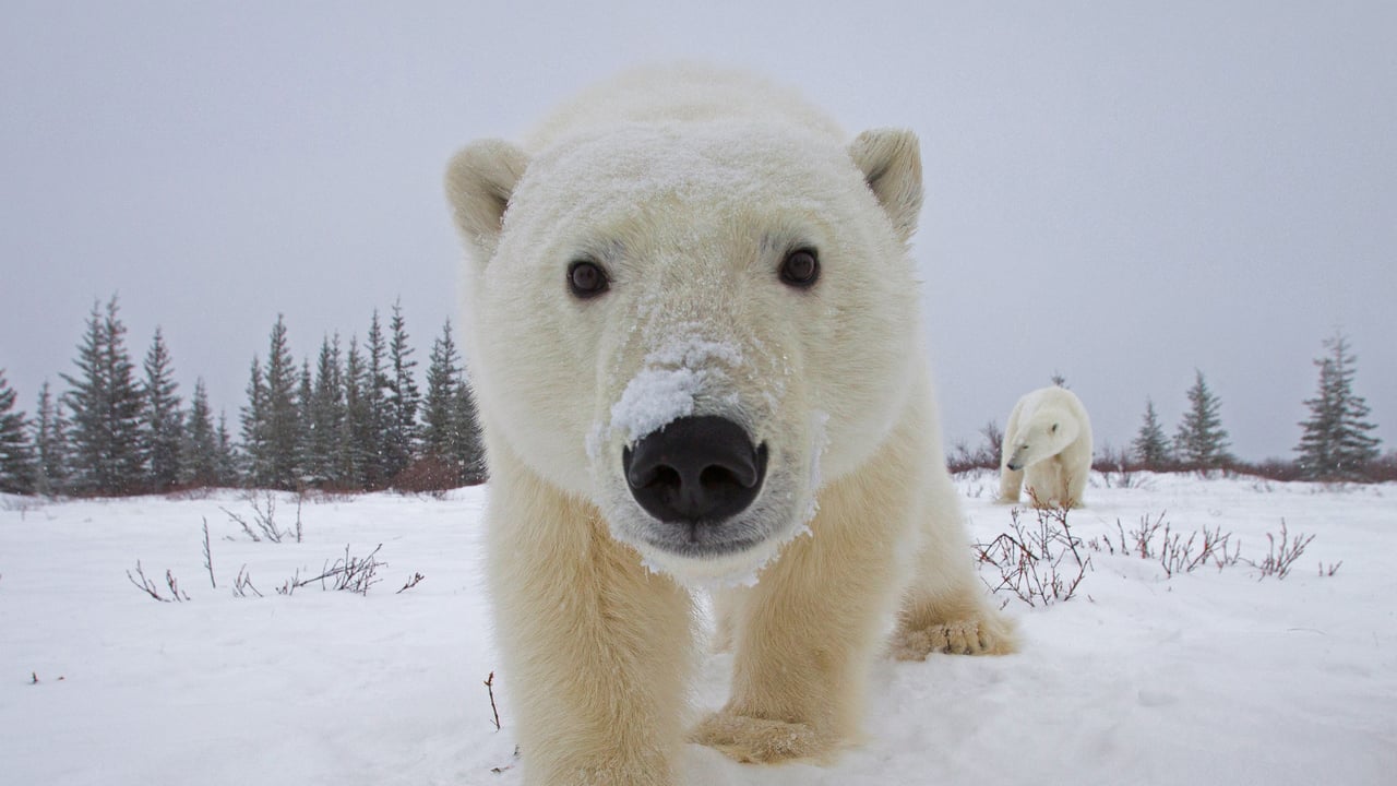 Polar bear investigating a camera, Churchill, Manitoba, Canada (© Matthias Breiter/Minden Pictures)