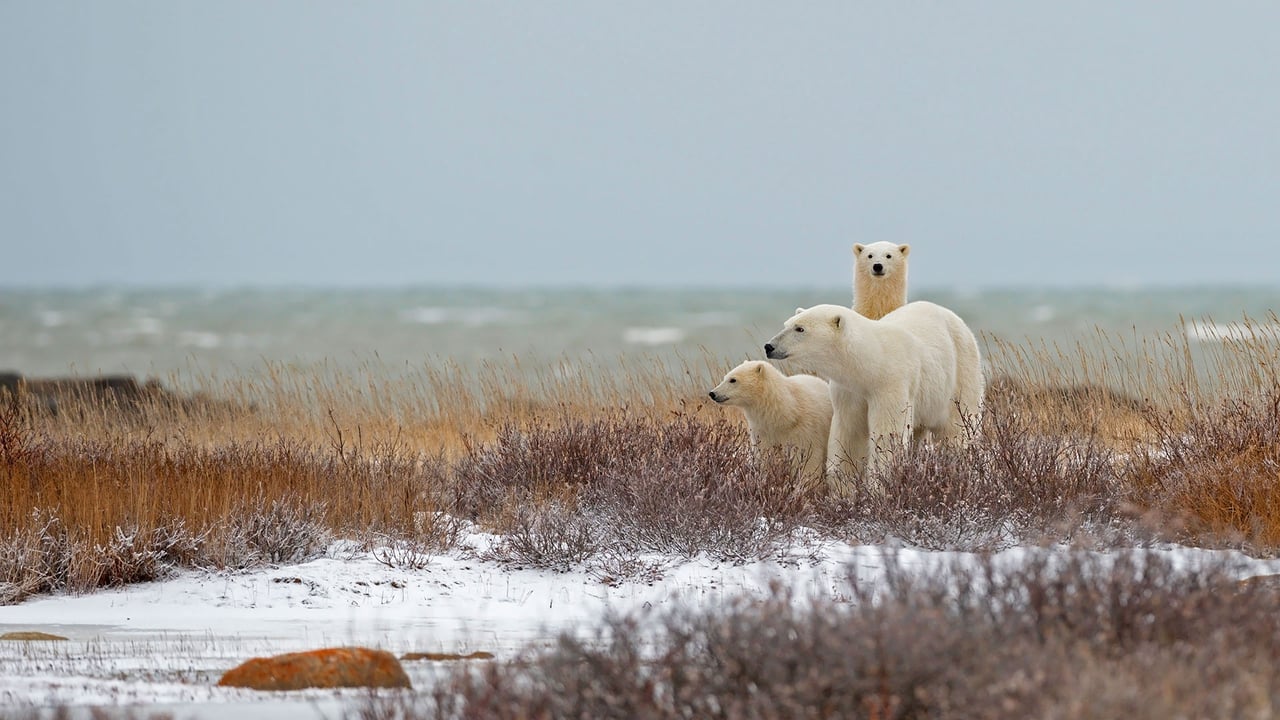 A polar bear family near the Hudson Bay in Churchill, Manitoba, Canada (© Marco Pozzi Photographer/Getty Images)