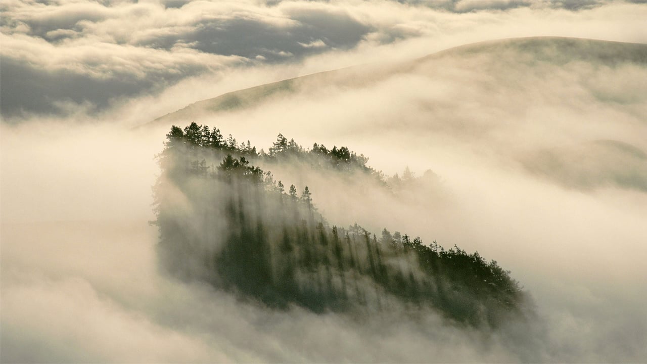 Coast redwoods in Henry Cowell Redwoods State Park, California (© Gallery Stock)