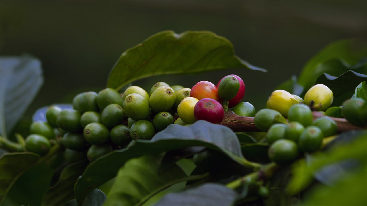 Coffee cherries in Quindío, Colombia (© The Colombian Way Ltda/Getty Images)