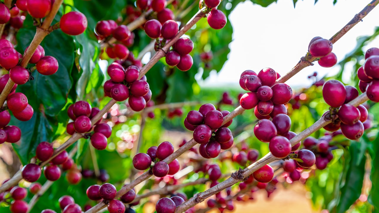 Frutos de café em fazenda no Brasil (© Murilo Gualda/Getty Images)