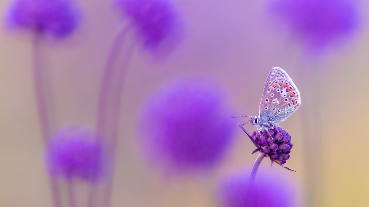 Common blue butterfly, Devon, England (© Ross Hoddinott/Nature Picture Library)