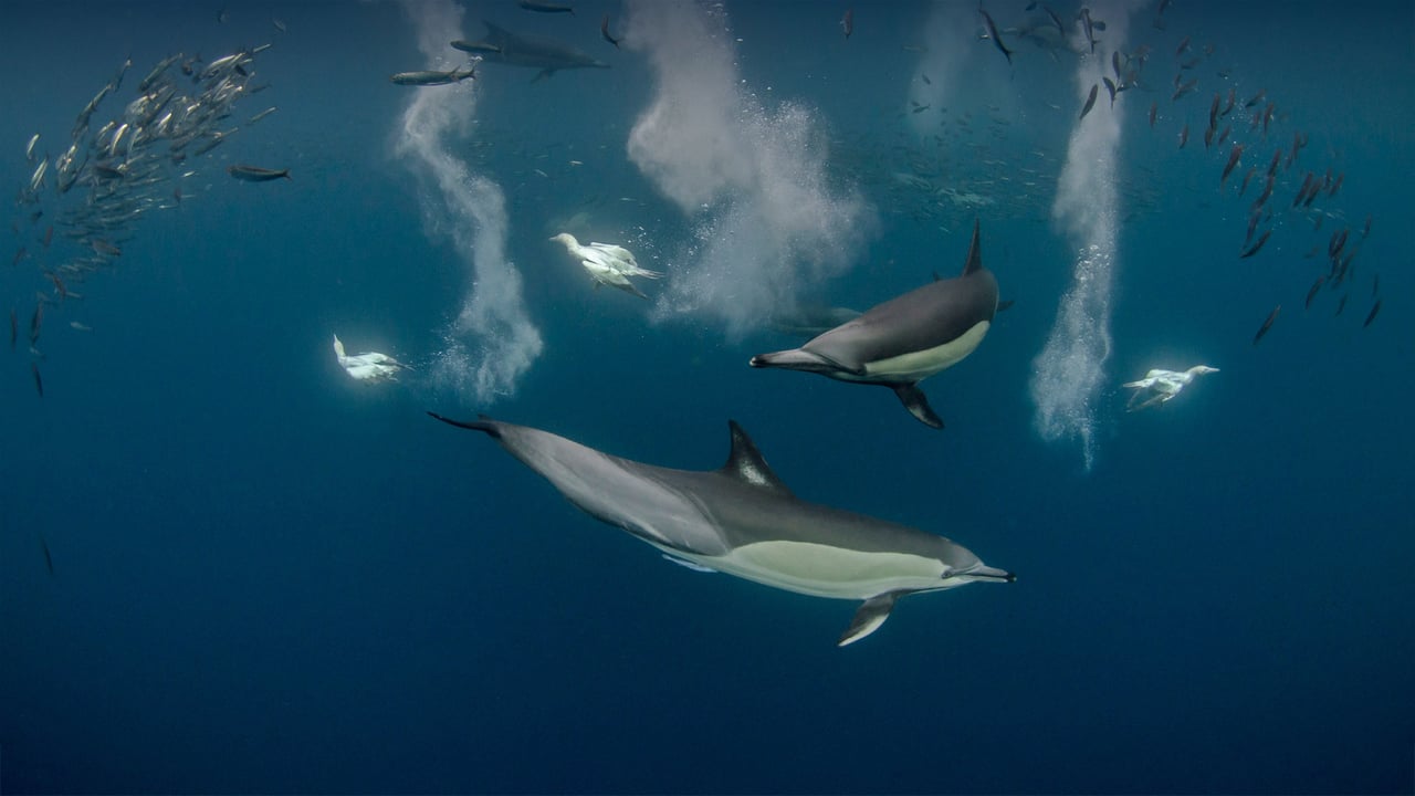 Long-beaked common dolphin pod and diving Cape gannets hunting sardines off the Eastern Cape, South Africa (© Pete Oxford/Minden Pictures)