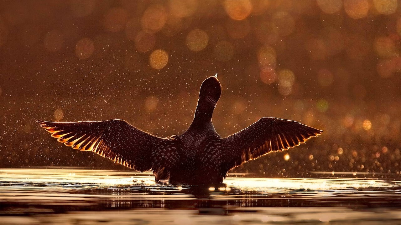 A common loon in the Superior National Forest in Minnesota (© Jim Brandenburg/Minden Pictures)