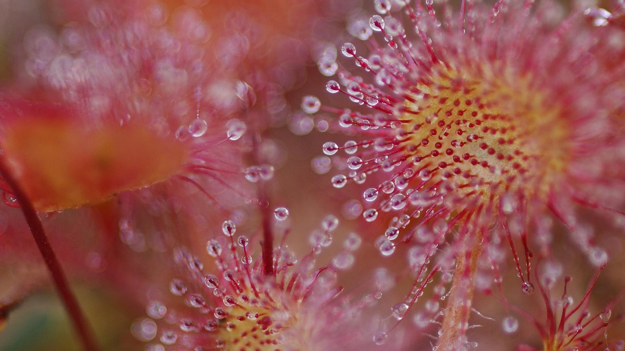 Common Sundew (Drosera rotundifolia) showing sticky leaves, Vosges, France (© Christophe Sidamon-Pesson/Minden Pictures)